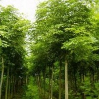 湖南哪里有7公分欒樹價(jià)格-8公分欒樹價(jià)格