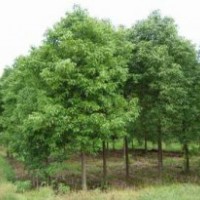 江蘇香樟樹報(bào)價(jià)|香樟樹供應(yīng)|香樟樹基地