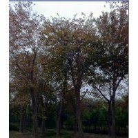 供應(yīng)移栽浙江沙樸樹價(jià)格咨詢，移植江蘇樸樹供應(yīng)，金華沙樸樹供應(yīng)