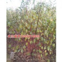千頭椿價(jià)格報(bào)價(jià)河北木蘭苗木種植基地