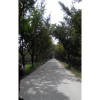 長(zhǎng)期供應(yīng)各種規(guī)格銀杏嫁接樹