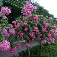 供應(yīng)速生樹種