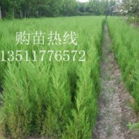 供應(yīng):龍柏，蜀檜，檜柏，塔柏，龍柏苗