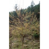 櫻花樹 櫻花、桂花、樟樹、羅漢松、深山含笑、羊角杜鵑、映山紅