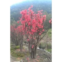 映山紅