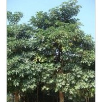 大量供應(yīng)各種規(guī)格：廣玉蘭 ，盆架子，小葉欖仁香樟， 鐵刀木，