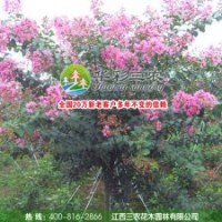 速生紫薇