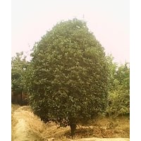 供應(yīng)桂花