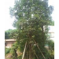 重陽木 三葉樹 供應