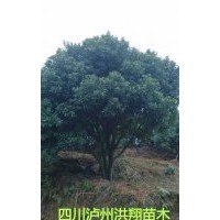 瀘州洪翔苗木場供應楊梅