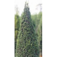 杭州蕭山--2-20年曼地亞紅豆杉