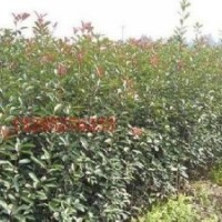 紅葉石楠