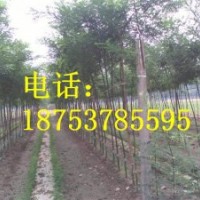 4公分國槐