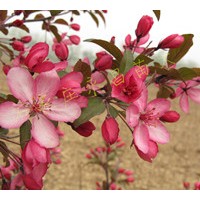 供應(yīng)新品種北美海棠——皇家雨點(diǎn)、紫色王子等
