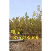 3公分速生白蠟