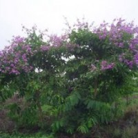規(guī)格樹大葉紫薇