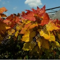 金紅楊，中華紅霞楊，全紅楊，中紅楊，紅葉楊，綠化彩化