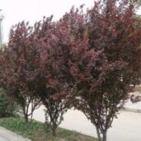 紫葉矮櫻_紅葉、紫葉矮櫻價格_紅葉、紫葉矮櫻批發(fā)