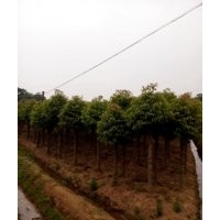移栽切桿香樟，湖南基地