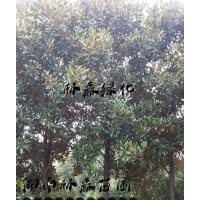 8公分,9公分,10公分廣玉蘭價(jià)格,湖南廣玉蘭價(jià)格