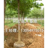出售3公分速生法桐山東濟(jì)寧最新價(jià)格行情