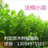 急售一年冠16公分法桐法桐價(jià)格表