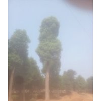 45公分香樟樹，45公分骨架移植香樟價格