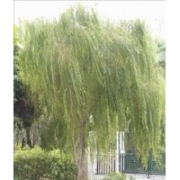 供應(yīng)青垂柳