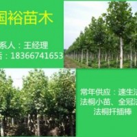 供應(yīng)1|2|6公分法桐小苗山東菏澤全冠法桐2014最新價(jià)格表