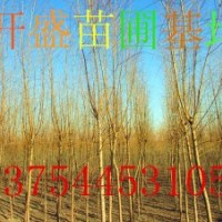 金絲垂柳冠幅