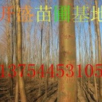 金絲垂柳