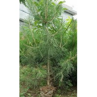 油松 側(cè)柏 白皮松 刺槐 元寶楓 牡丹花銷(xiāo)售