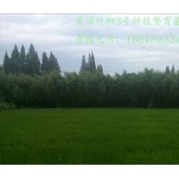 美國竹柳2公分價(jià)格