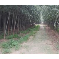 7公分美國竹柳