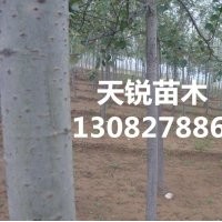 山東毛白楊價格，山東毛白楊小苗，山東毛白楊小苗種植技術(shù)