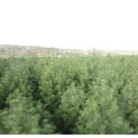 山西白皮松基地大量出售、1米以上白皮松價(jià)格優(yōu)惠