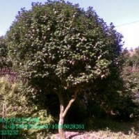 十八學(xué)士茶花樹苗價格1.2元，1米高茶花價格45元，大茶花價格2000