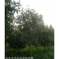 3公分桂花價格45元，5公分桂花價格120元，8公分桂花價格600元