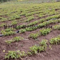 一年生籽播1-2米高復葉槭苗江蘇境內(nèi)復葉槭苗種植基地