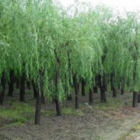 柳樹(shù)