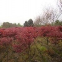 紅楓價(jià)格3公分紅楓價(jià)格5公分紅楓價(jià)格