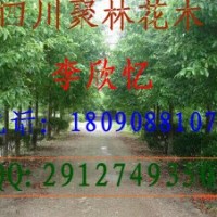 本公司大量供應(yīng)香樟，黃葛樹，小葉榕，重陽(yáng)木，藍(lán)花楹，水晶葡萄