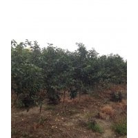 現(xiàn)貨大量供應櫻花樹、櫻花樹苗
