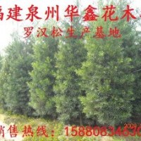 羅漢松、塔型羅漢松