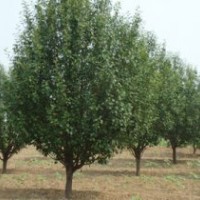 八棱海棠樹(shù)誠(chéng)信苗圃