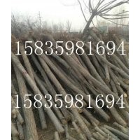 供應(yīng)3-10國槐刺槐側(cè)柏