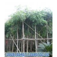 供應：桃花心