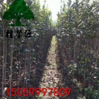 福建.浦城--丹桂之鄉(xiāng)批發(fā)精品高桿丹桂苗、丹桂樹。