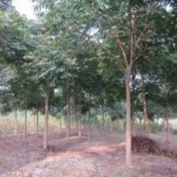 苗圃供應6公分7公分無患子價格 南京10公分無患子價格