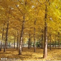 銀杏樹